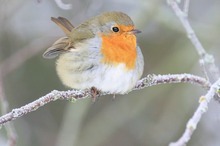 Rotkehlchen bei -10°C