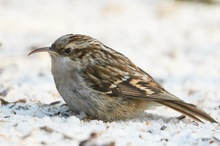 Wieder nicht Vogel des Jahres geworden