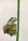 Der Wetterfrosch.....