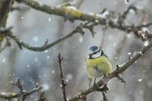 Im Schneegestöber