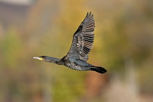 Kormoran