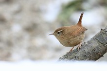 Zaunkönig im Winter