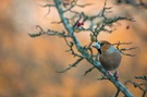 Vogelfotografie im Garten ...