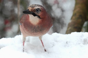 Futtersuche