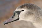 Portrait vom Jungschwan