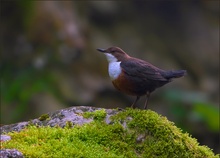 *Wasseramsel*