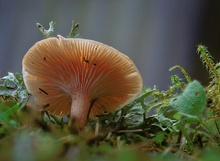 Kleiner Wiesenpilz