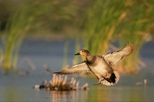 Wenn nichts geht... Enten gehen immer