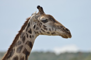 Massai-Giraffe