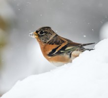 Bergfink im Schnee