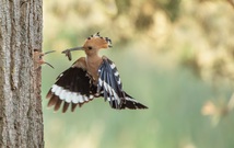 Hoopoe mit Beute