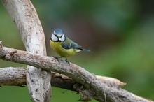 Vollkorn für die Blaumeise