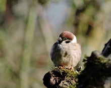 Feldspatz