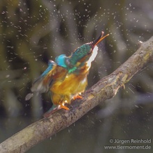 Eisvogel beim Trocknenschleudergang