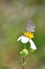 Mallow Scrub-Hairstreak (Strymon istapa)