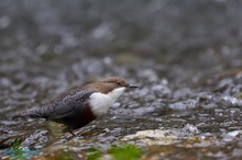 Wasseramsel