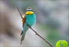 *Merops Apiaster*