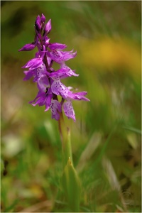 Sardisches Manns-Knabenkraut (Orchis mascula ssp. ichnusae)