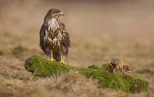 Stolzer Mäusebussard