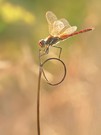 Sympetrum fonscolombii , Sommer '21