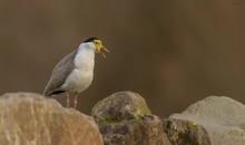 Maskenkibitz ( Wildlife )