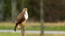 Mäusebussard im Ansitz