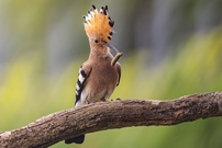 Wiedehopf mit Beute II