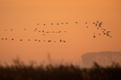 morgens am Bodden I