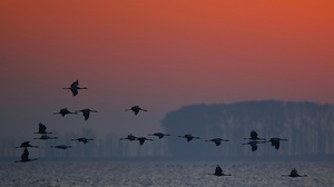 morgens am Bodden II