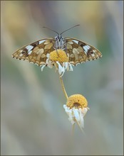 *Melanargia galathea*