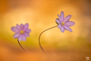 Lichtblümchen