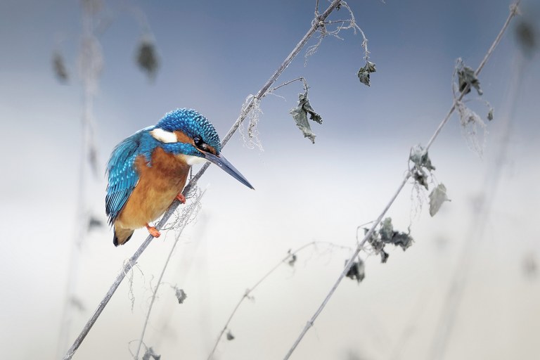 Eisvogel