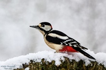 Farbklecks im Schnee