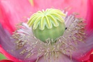 Sehnsucht Sommer(/-mohn) + Limetteneis