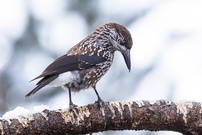 Tannenhäher – Nucifraga caryocatactes