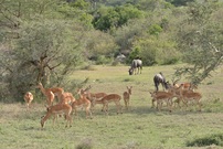 Impalaherde und Serengeti-Weißbartgnus