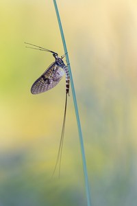 Dänische Eintagsfliege