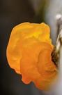 leuchtendes Ohr am Busen der Natur
