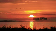 Kranichflug beim Sonnenaufgang