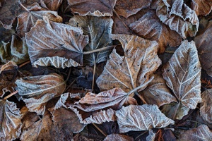 Frostiges Blätterstillleben