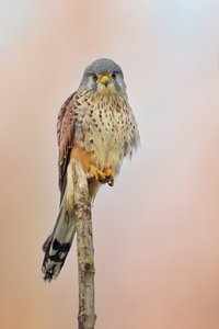 Aufmerksam