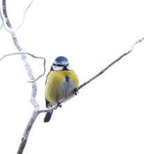 Blaumeise im Morgenfrost