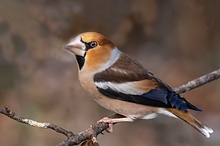 Kernbeißer (Coccothraustes Coccothraustes) Männchen