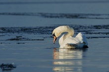 Schwan au dem Eissee