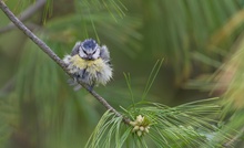 Blaumeise (Cyanistes caeruleus)