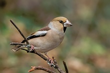 Kernbeisser-Weibchen