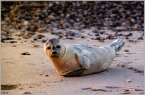 ... am späten Nachmittag ...