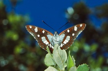 Blauschwarzer Eisvogel