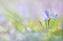 Vorfrühlingsgefühle ...,