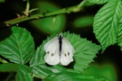 In der Brombeerhecke